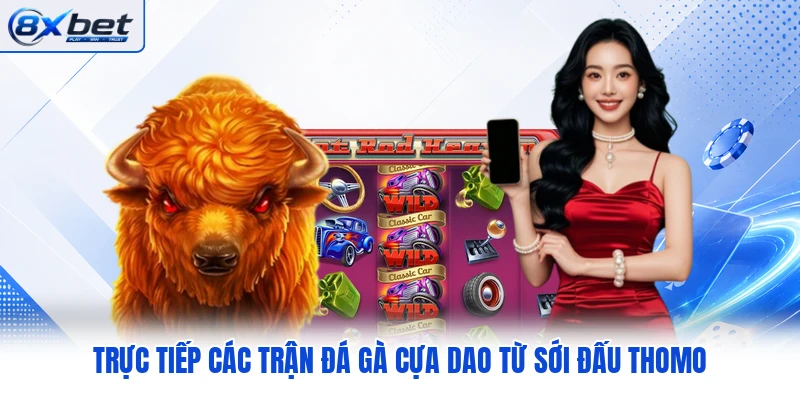 tiếp theo các trận đá gà cựa dao từ Thomo trực tiếp